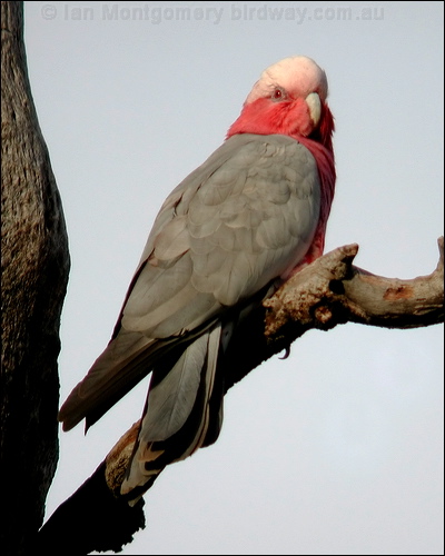 Galah galah_30682.psd