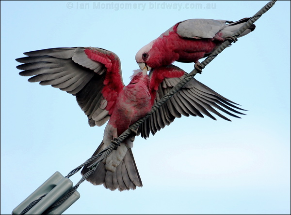 Galah galah_30797.psd