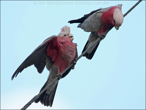 Galah galah_30827.psd