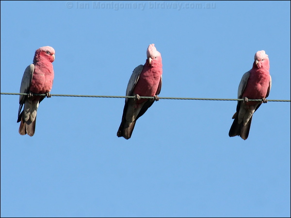 Galah galah_38377.psd