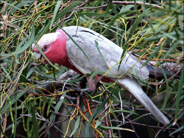 Galah galah_43465.psd