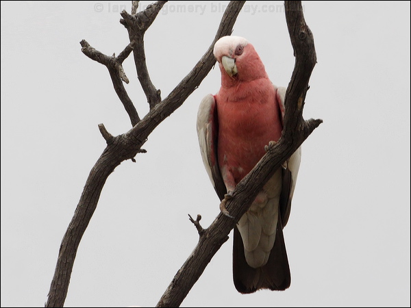 Galah galah_82194.psd