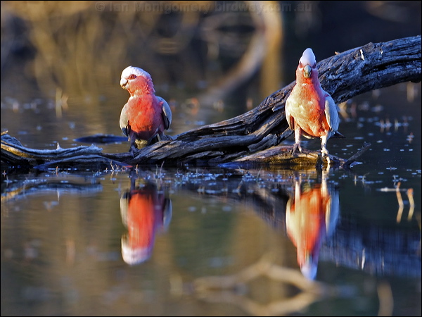 Galah galah_82755.psd