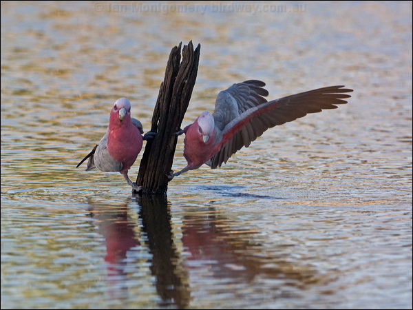 Galah galah_90591.psd