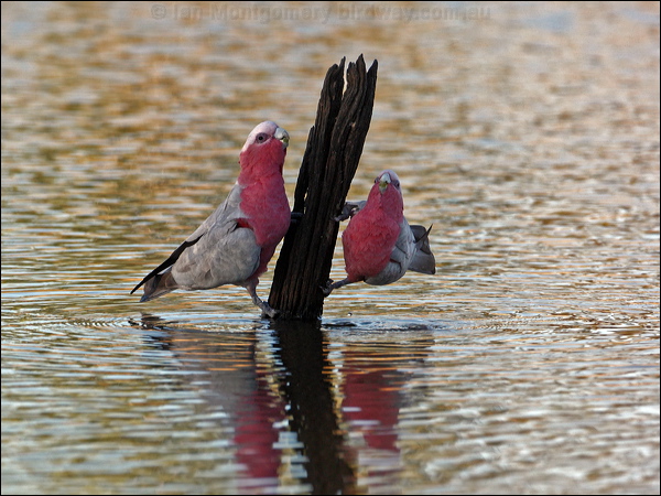Galah galah_90596.psd