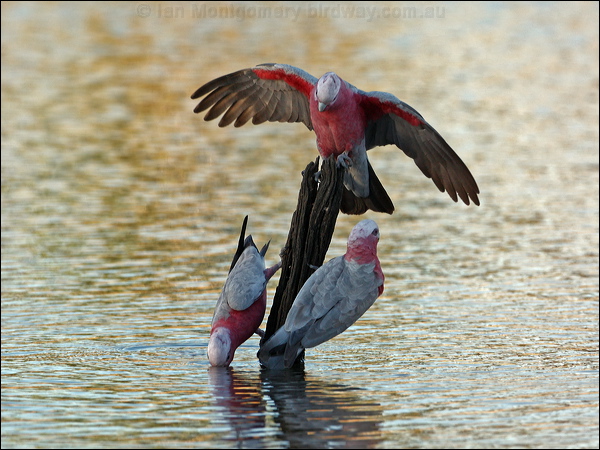 Galah galah_90603.psd