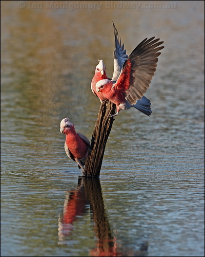 Galah galah_90656.psd