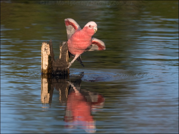 Galah galah_90686.psd