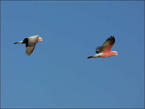 Galah galah_90699.psd