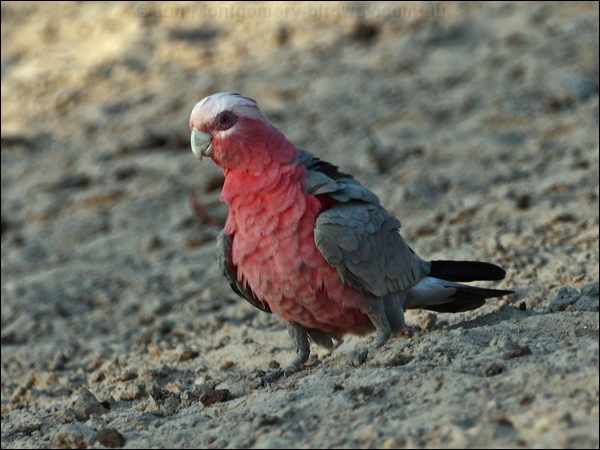 Galah galah_97619.psd