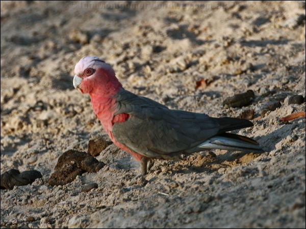 Galah galah_97621.psd