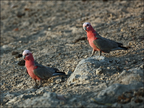 Galah galah_97624.psd