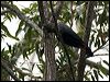 glossy_blackcockatoo_99277