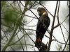 glossyblackcockatoo_06526