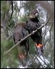 glossyblackcockatoo_06532