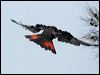 glossyblackcockatoo_81502