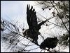 glossyblackcockatoo_81508