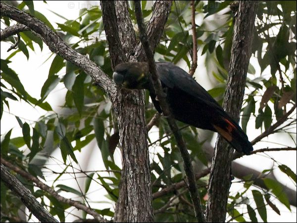 Glossy Black Cockatoo glossy_blackcockatoo_99277.psd