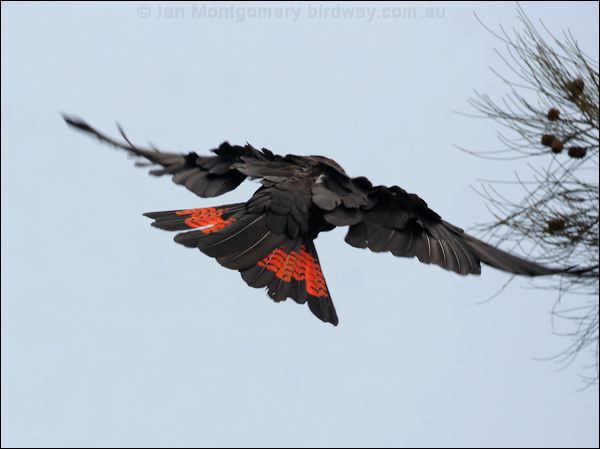Glossy Black Cockatoo glossyblackcockatoo_81502.psd