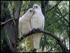 little_corella_05533