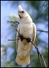 little_corella_05542