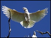 little_corella_10394