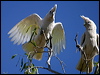 little_corella_10401