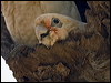little_corella_170227