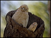 little_corella_170233