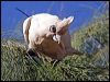 little_corella_81417