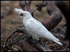 Click here to enter gallery and see photos of Little Corella