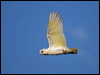 little_corella_91405