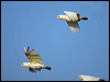 little_corella_91406