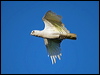 little_corella_91410