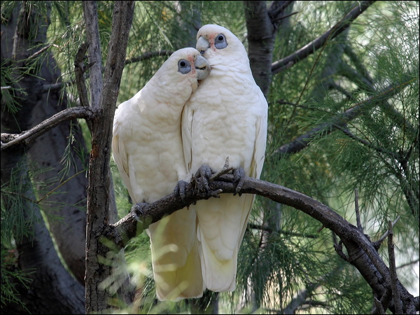 Little Corella little_corella_05533.psd