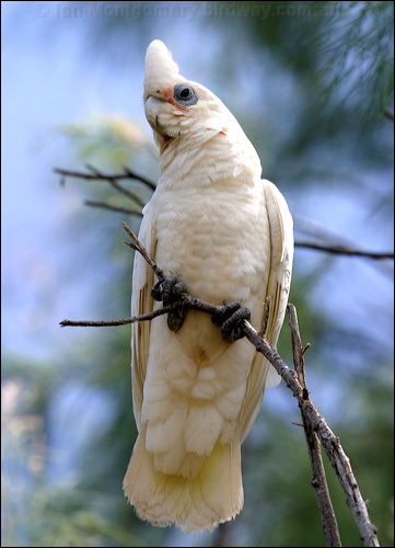 Little Corella little_corella_05542.psd