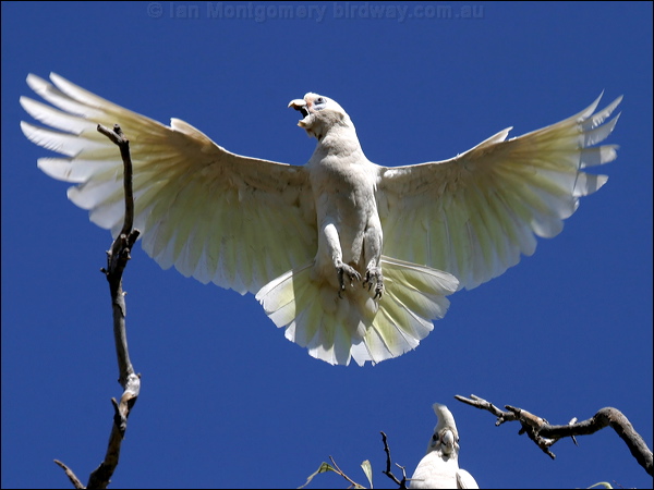 Little Corella little_corella_10394.psd