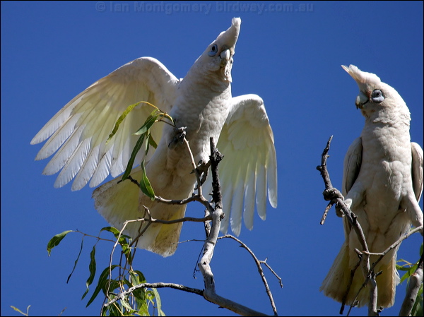 Little Corella little_corella_10401.psd