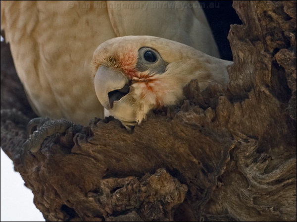 Little Corella little_corella_170227.psd