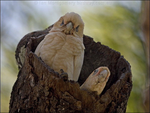Little Corella little_corella_170233.psd