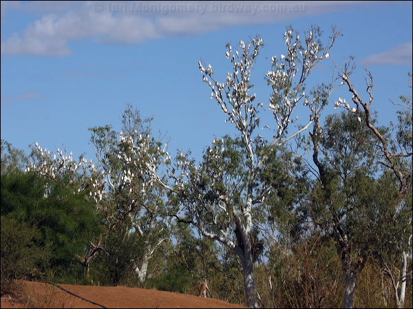 Little Corella little_corella_80616.psd