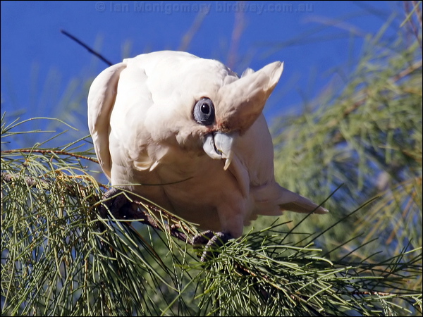 Little Corella little_corella_81417.psd