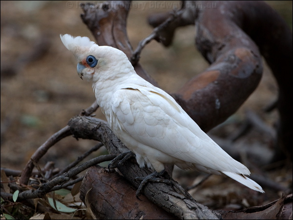 Little Corella little_corella_87117.psd