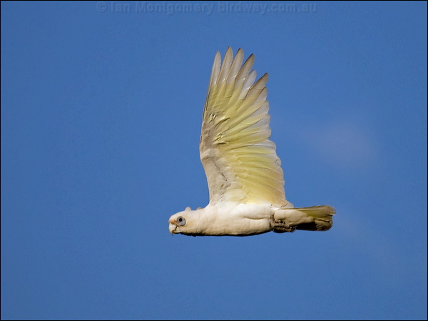 Little Corella little_corella_91405.psd