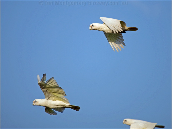 Little Corella little_corella_91406.psd