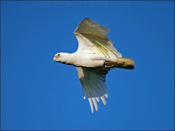 Little Corella little_corella_91410.psd