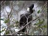 baudinsblackcockatoo38912