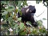baudinsblackcockatoo38924