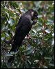 baudinsblackcockatoo38957