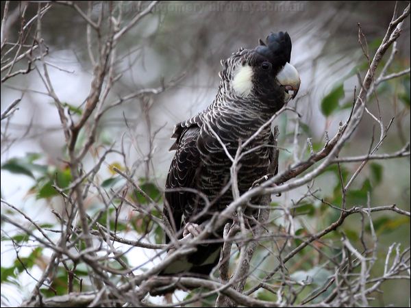 Baudin's Black Cockatoo baudinsblackcockatoo38912.psd